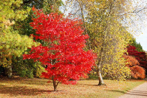 Autumn park colours
