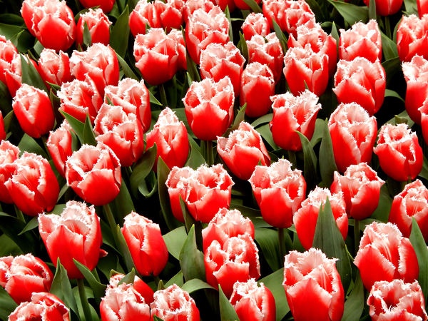 flower dome tulip display29
