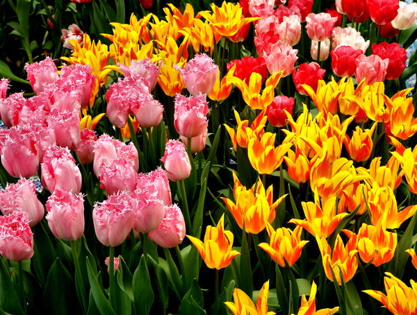 flower dome tulip display40