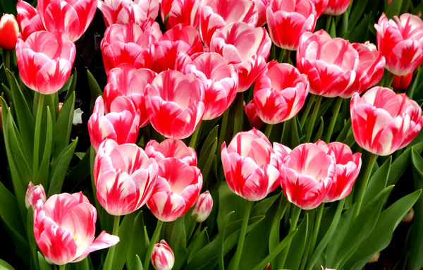 flower dome tulip display43
