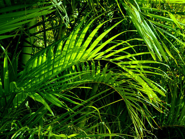 dense palm foliage2