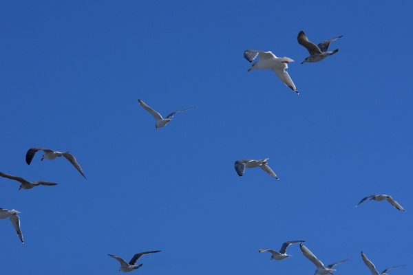 Seagulls in the air