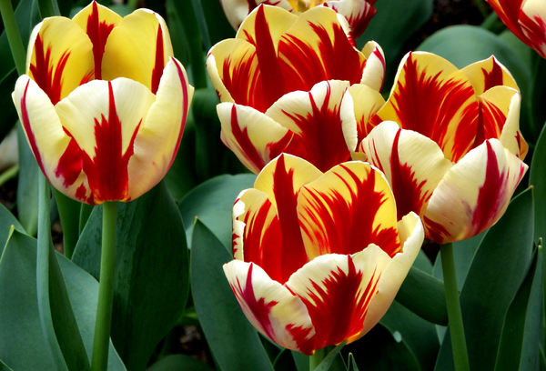 flower dome tulip display49