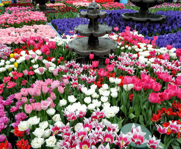 flower dome tulip display52