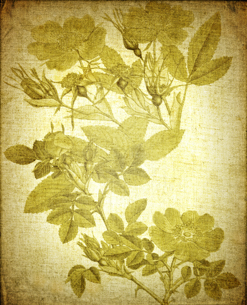 Botanical print on canvas