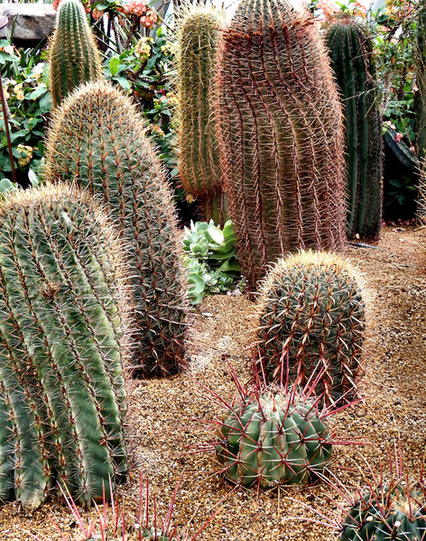 cacti & succulent gardens15
