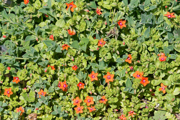 Scarlet Pimpernel flowers