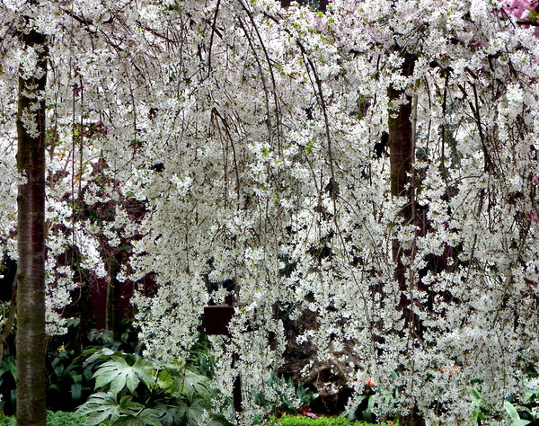 cherry blossom trees3