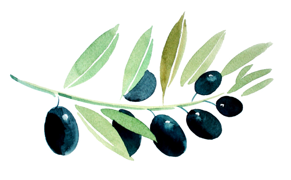Olive tree: Watercolor sketch of an olive tree