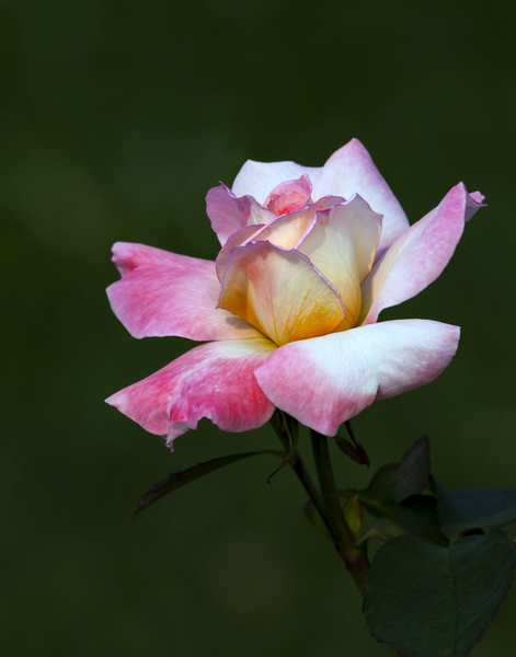 Colorful Rose: Rose in garden