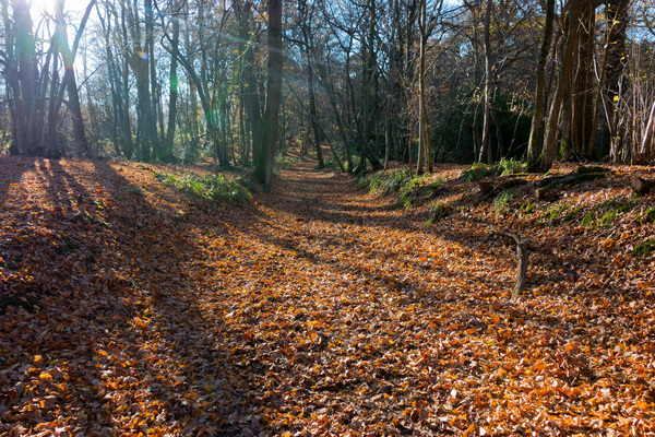 Autumn woodland footpath