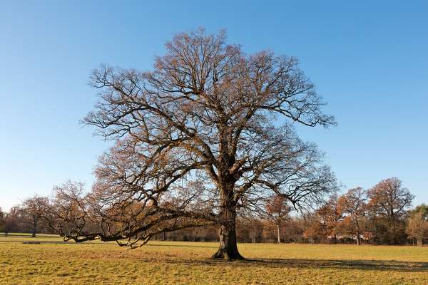 Oak tree in late autumn