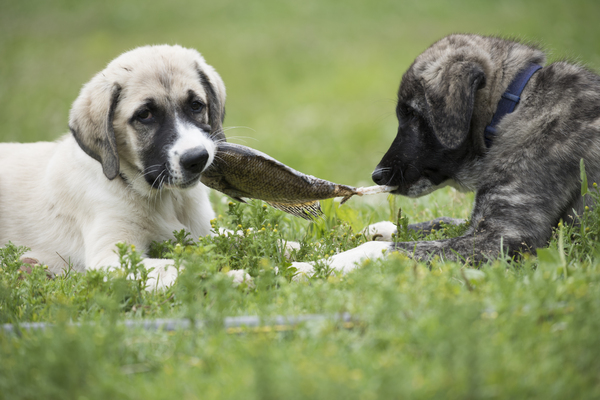 Dinner for Two: Two Anatolian Shepherd puppies sharing a freshly caught fish