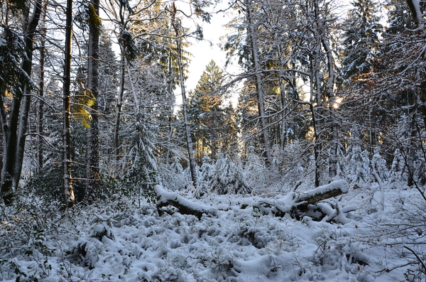 winter hike in the forest