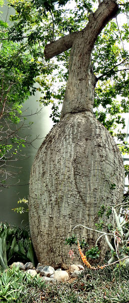 South American bottle tree