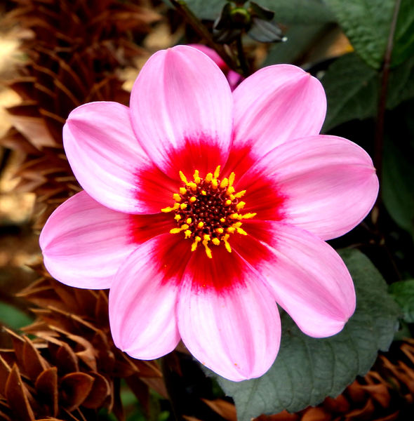 flowering pink1