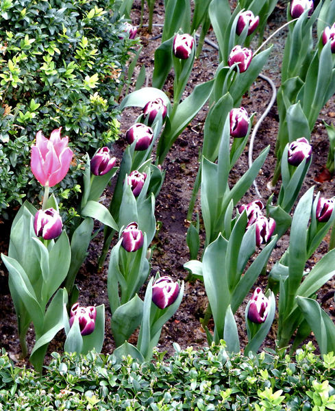 garden tulips1