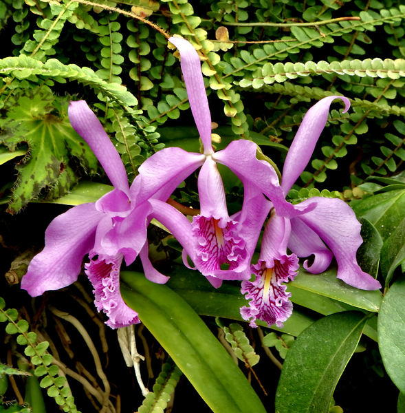 orchid colours & shapes9