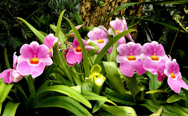 orchid colours & shapes3