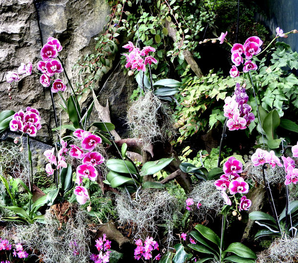 orchid colours & shapes2