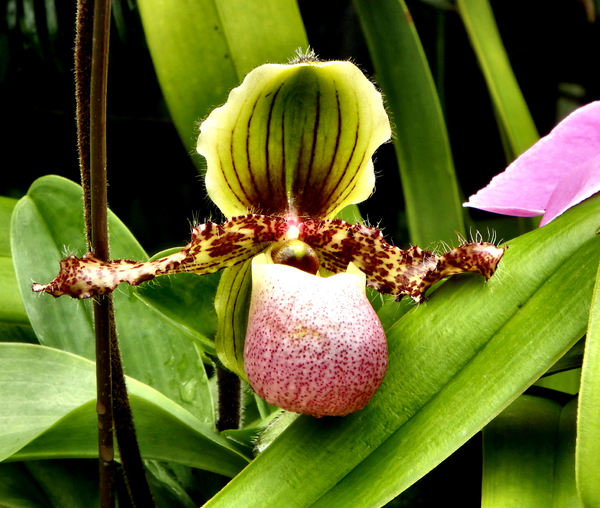 orchid colours & shapes4