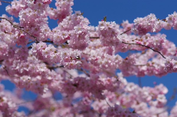 Sakura - cherry blossom: Sakura - cherry blossom with blue sky as background