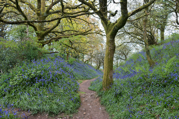 Woodland flowers in spring: Blubells in spring woodland on Coney's Castle, the remains of an ancient hill fort in Dorset, England. Photography on this National Trust land is freely permitted.
