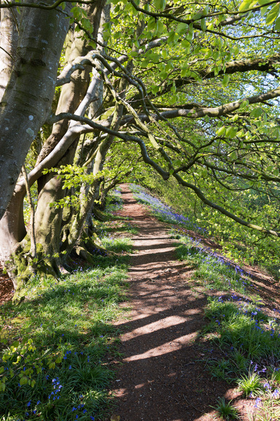 Woodland path in spring