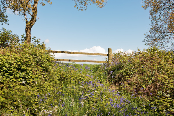 Farm gate with spring flowers