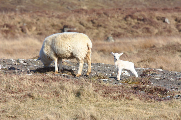 Sheep and young lamb