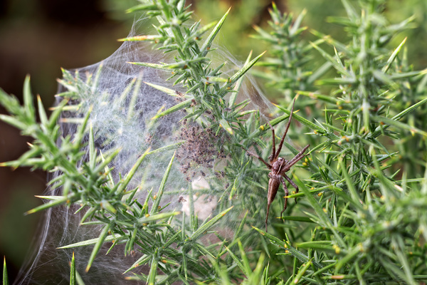 Spider with young