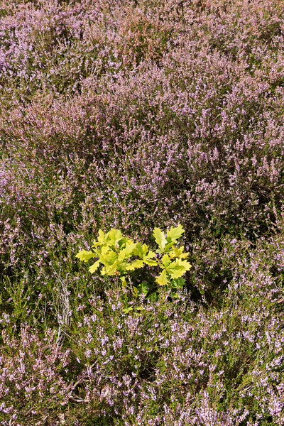 Oak sapling in heather