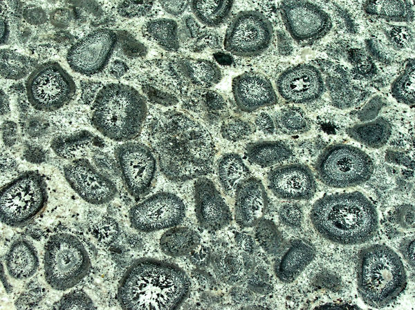 granodiorite textures1