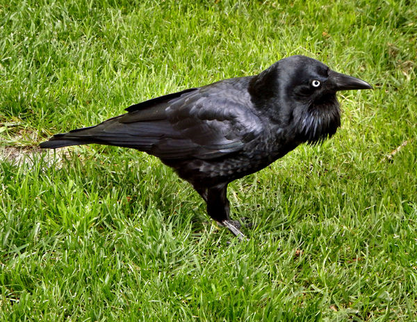 sharp-eyed raven4