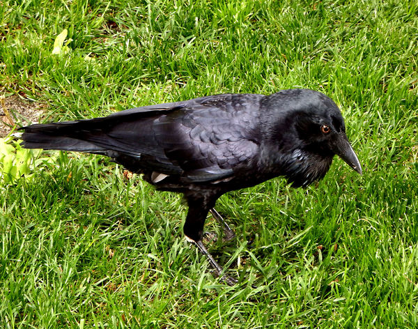 sharp-eyed raven2