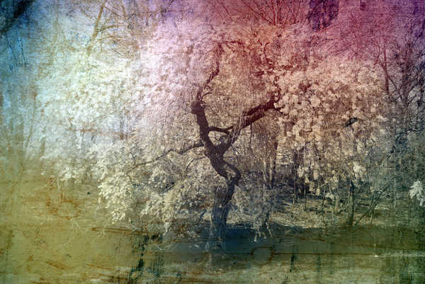 Collage Fantasy Tree 8