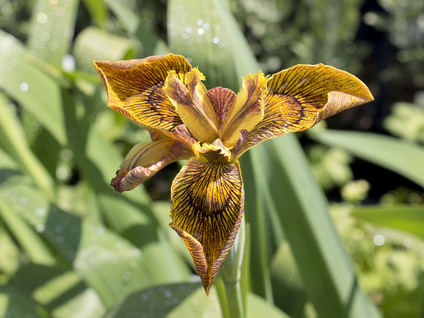 Orange iris flower
