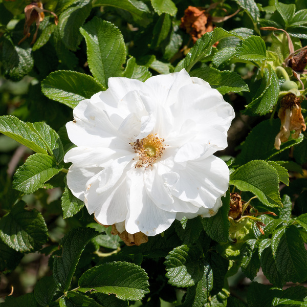 White rose: A white rose bush in a garden in Surrey, England.
