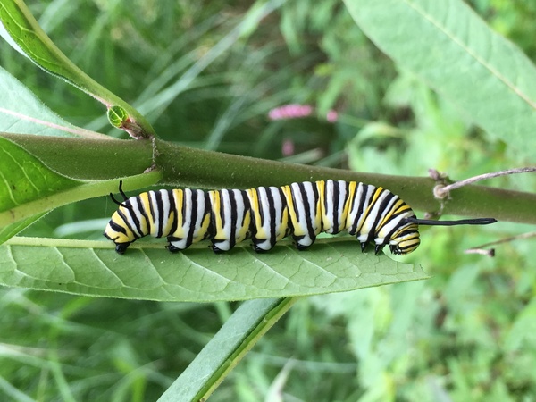 Monarch Butterfly caterpillar