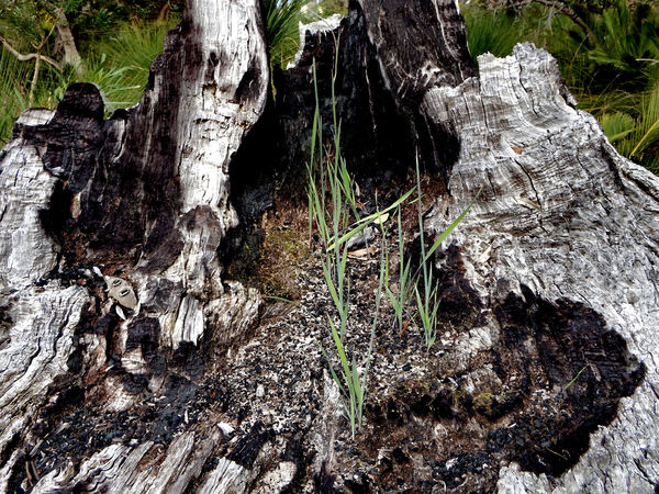 burnt-out tree stump2