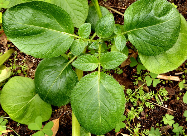 potato plant growth3