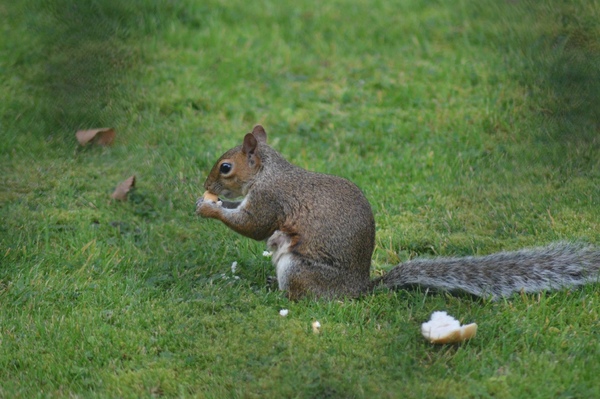Squirrel in my garden