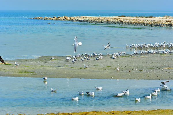 Sea Gulls on the shore: Sea gulls sitting in groups on the sandy beach at the sea shore playing under the sunlight and enjoying the natural environment and ecological system of the sea. Sea water provides home for sea life , and sea birds they love to stay in these waters.