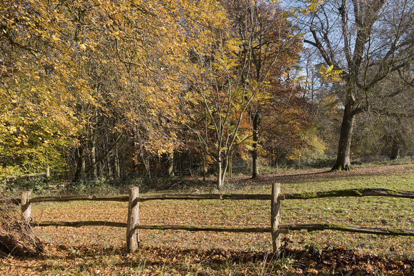 Field corner in autumn