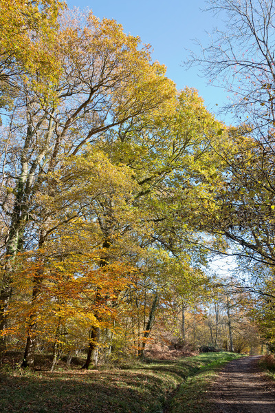 Autumn woodland footpath
