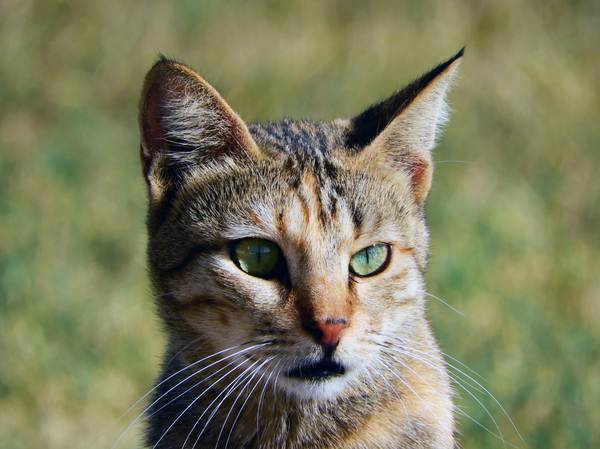 Wild Cat with Green eyes: a Wild cat with green eyes was playing on the grass near the beach with other cats and super telephoto Nikon lens was used to capture his portrait very close