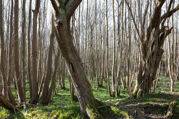 Woodland in early spring