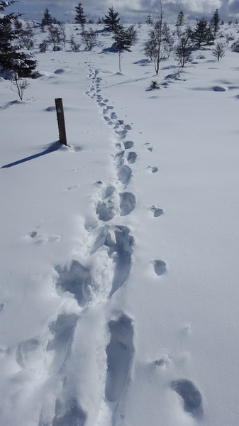Snowy footsteps