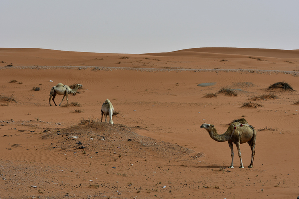 Camels found in the desert