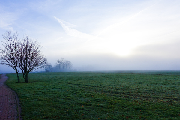foggy winter meadow 2